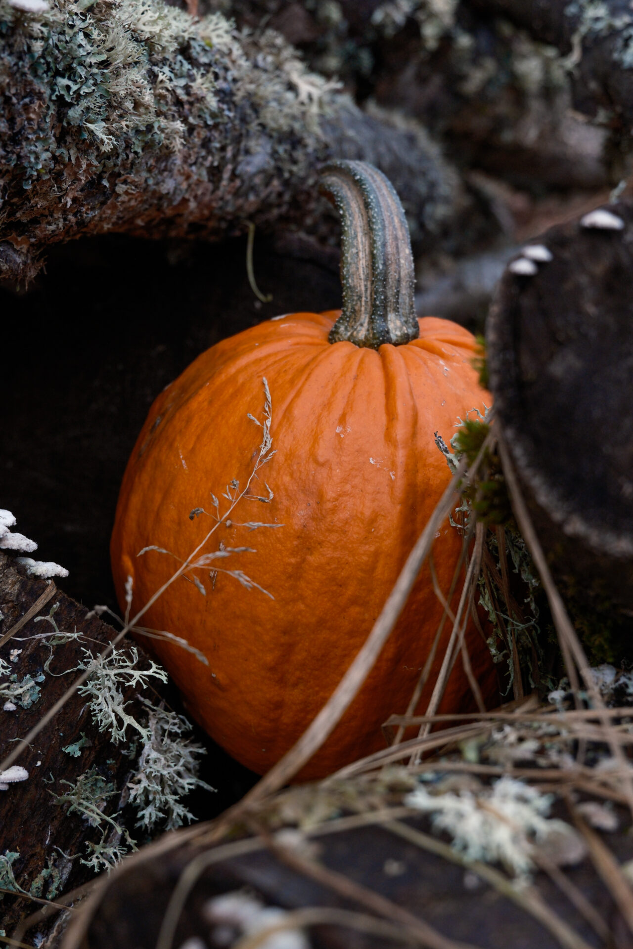 Storyteller palette - Image 15