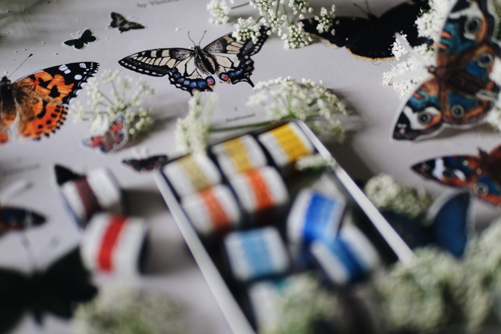 The Butterfly Collection - Image 12