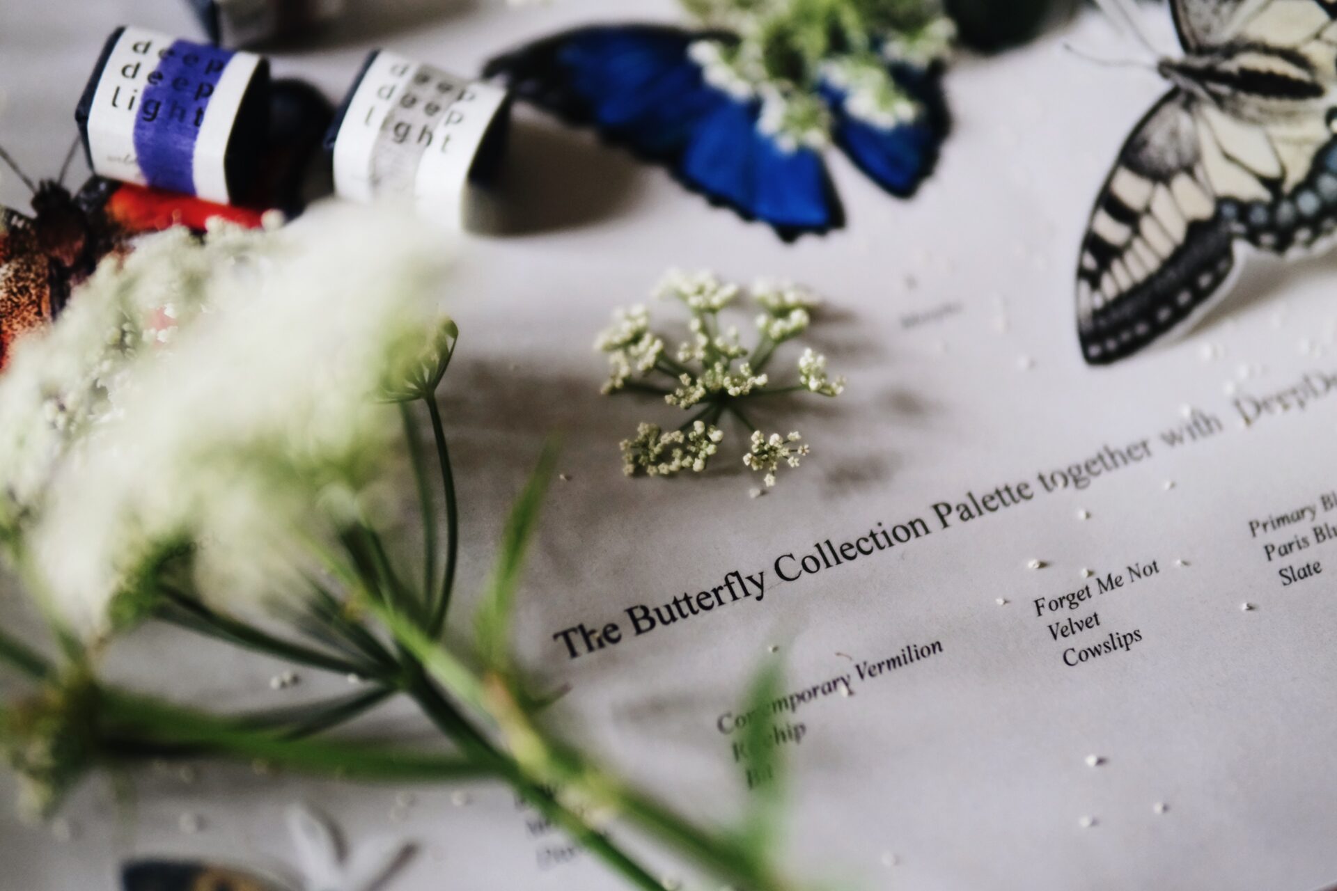 The Butterfly Collection - Image 10