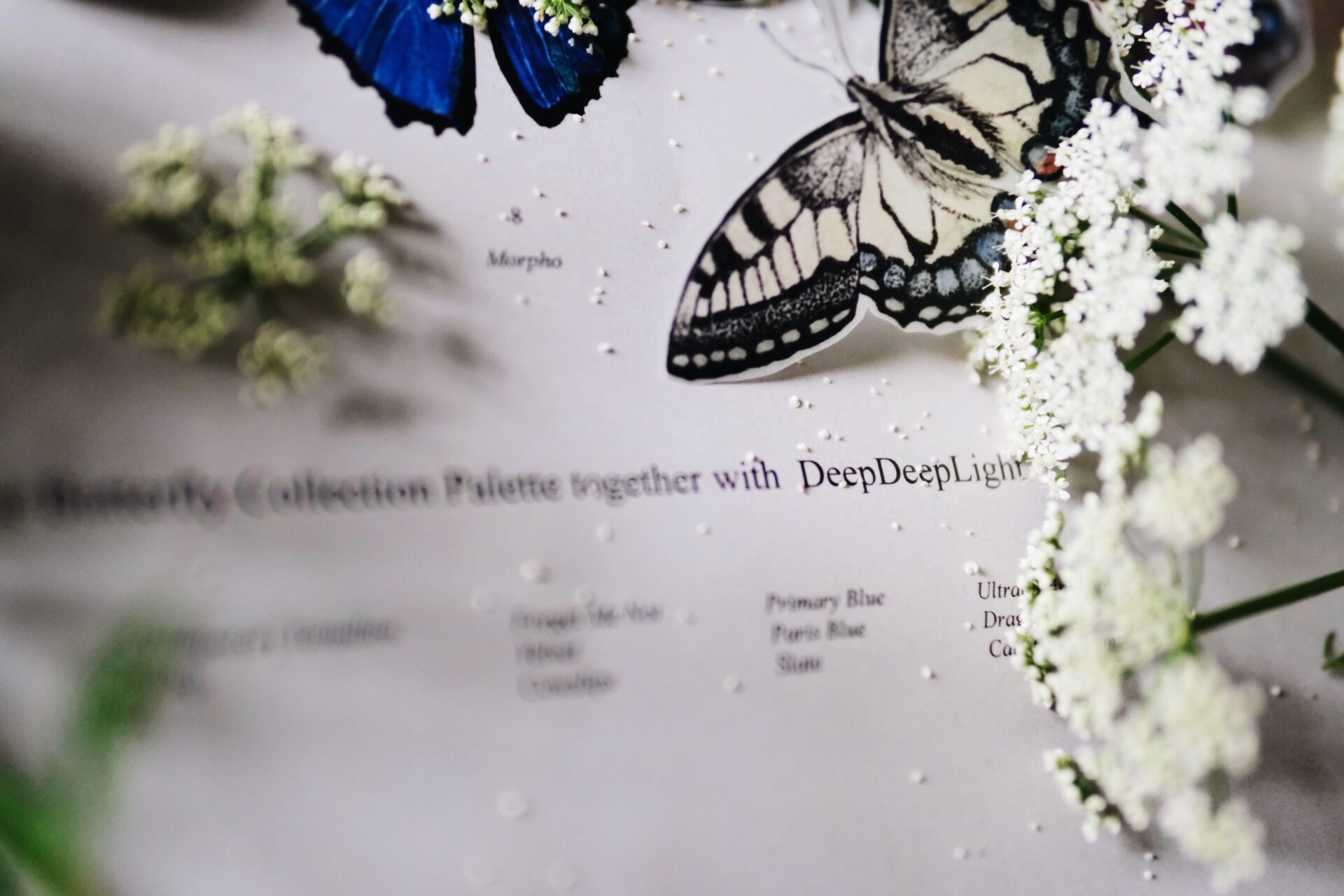 The Butterfly Collection - Image 3